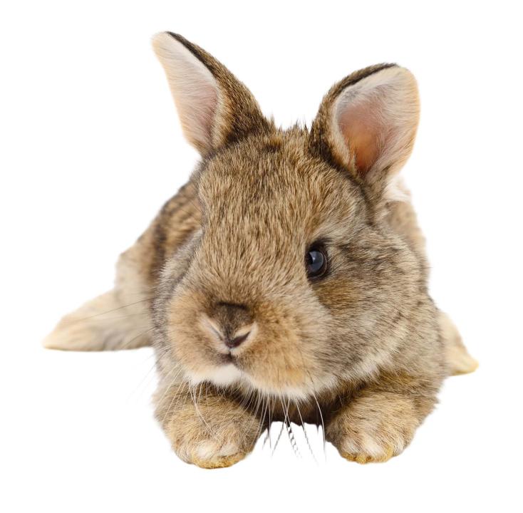 Tratamiento de infecciones intestinales, periodontales y cutáneas